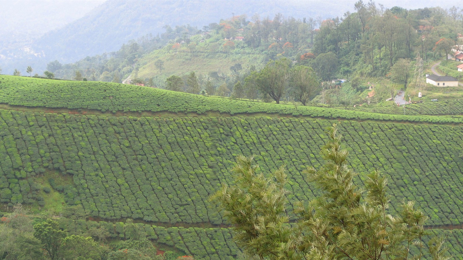 Munnar Misty Tea Hills Getaway (3D/2N) - Ghumo Firoo Travels